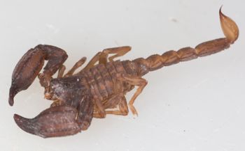 Media type: image; Invertebrate Zoology 46935
